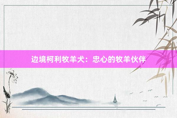 边境柯利牧羊犬：忠心的牧羊伙伴